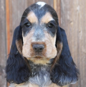 Perros Cocker Spaniel Inglés en venta