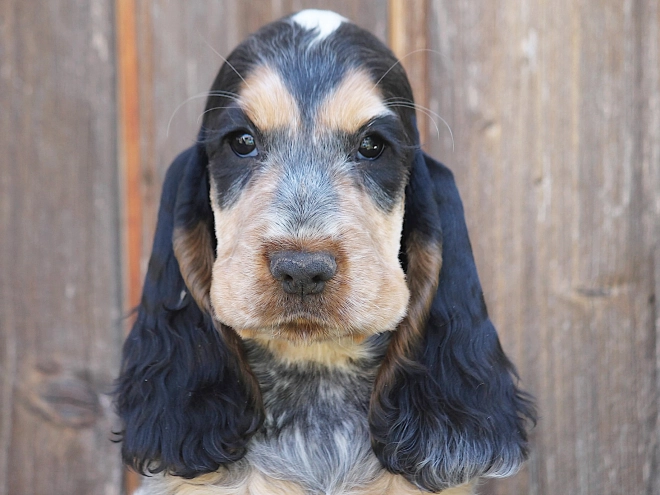 Perros Cocker Spaniel Inglés en venta