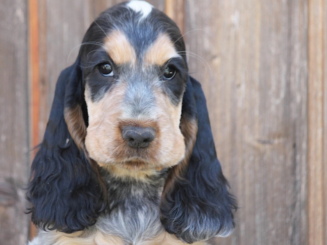 Perros Cocker Spaniel Inglés en venta