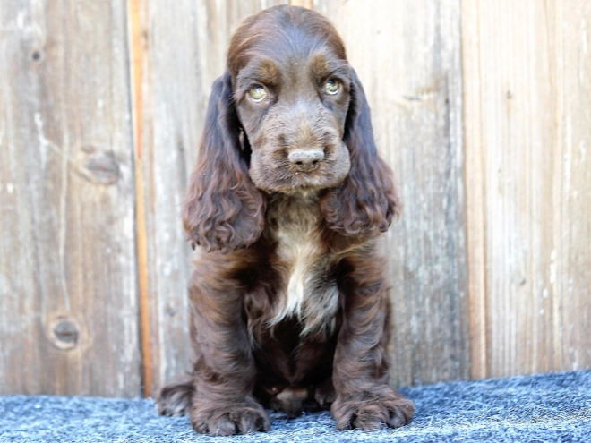 Perros Cocker Spaniel Inglés en venta