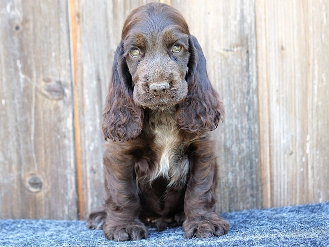 Perros Cocker Spaniel Inglés en venta