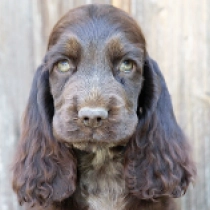 Wimbledon, chocolate and tan English Cocker Spaniel for sale
