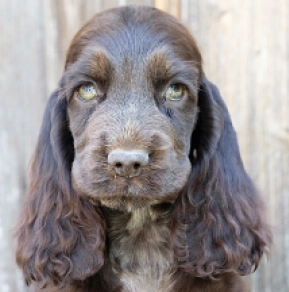 English Cocker Spaniel puppy for sale
