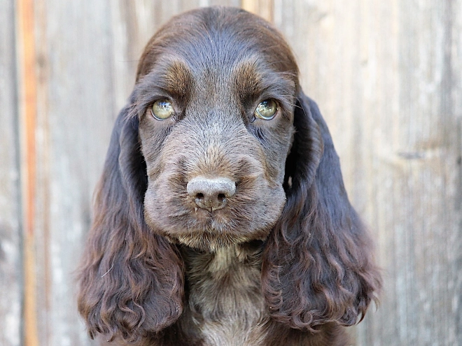 Perros Cocker Spaniel Inglés en venta