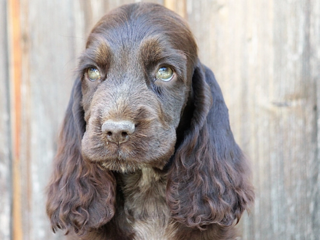 Perros Cocker Spaniel Inglés en venta
