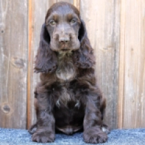 Puddles, chocolate and tan English Cocker Spaniel for sale
