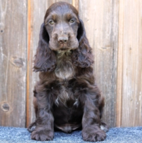 English Cocker Spaniel puppy for sale
