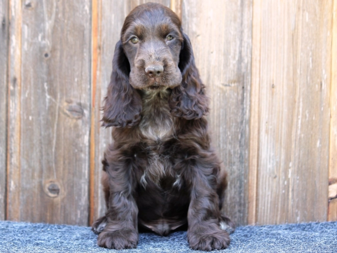 Perros Cocker Spaniel Inglés en venta