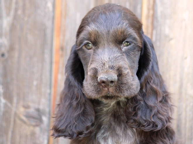 Perros Cocker Spaniel Inglés en venta