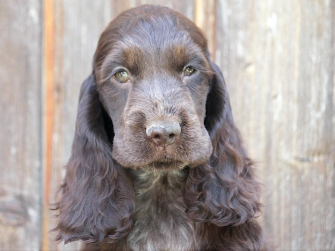 Perros Cocker Spaniel Inglés en venta