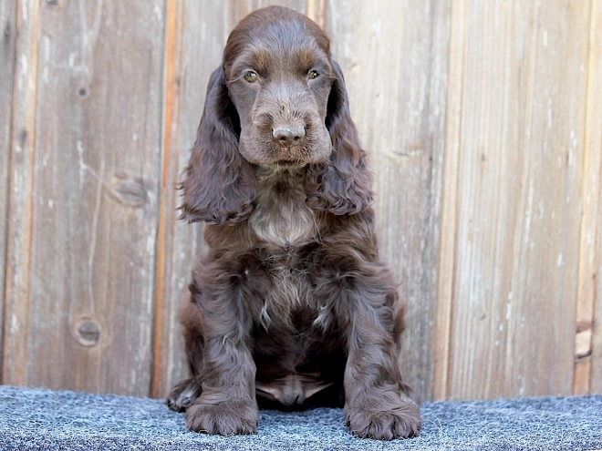 Perros Cocker Spaniel Inglés en venta