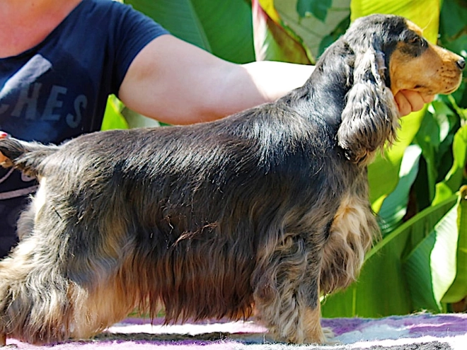 Perros Cocker Spaniel Inglés en venta