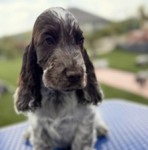 Perros Cocker Spaniel Inglés en venta
