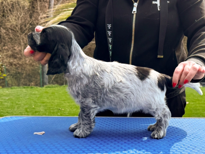 Perros Cocker Spaniel Inglés en venta