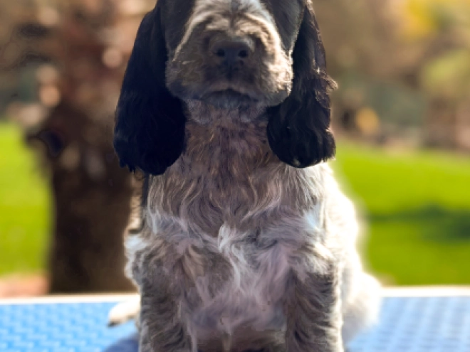 Perros Cocker Spaniel Inglés en venta
