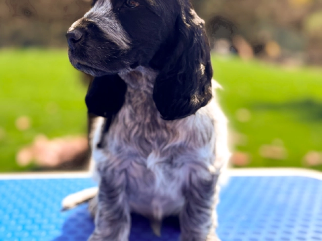 Perros Cocker Spaniel Inglés en venta