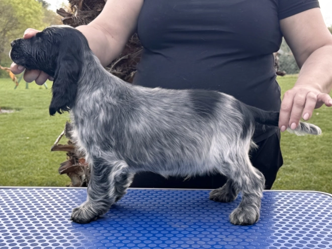 Perros Cocker Spaniel Inglés en venta