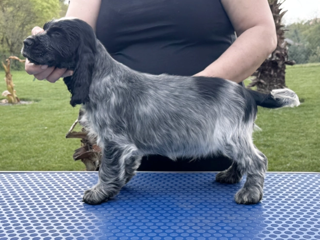 Perros Cocker Spaniel Inglés en venta