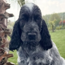 Laptop, blue roan English Cocker Spaniel for sale