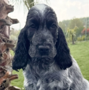 Perros Cocker Spaniel Inglés en venta
