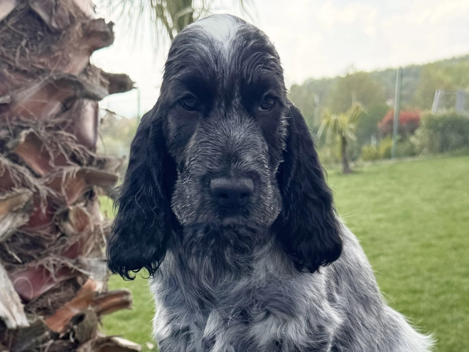Perros Cocker Spaniel Inglés en venta