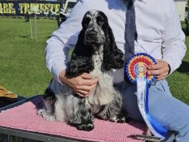 Perros Cocker Spaniel Inglés en venta