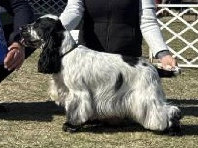 Perros Cocker Spaniel Inglés en venta