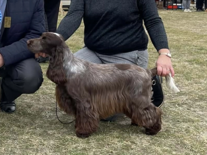 Perros Cocker Spaniel Inglés en venta