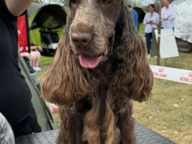 Perros Cocker Spaniel Inglés en venta