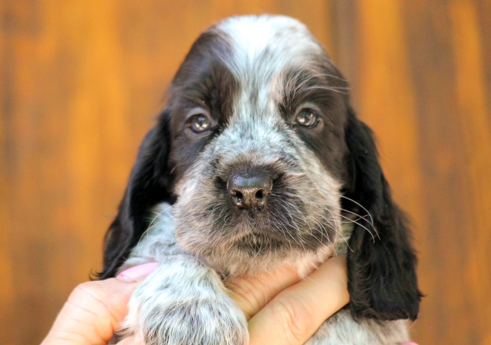 Spaniel Breed Blue Roan English Cocker Spaniel Puppies For Sale