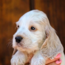 Spot the Dog, orange roan English Cocker Spaniel for sale