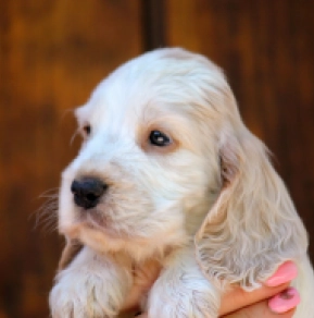 Englischer Cocker Spaniel Welpe kaufen