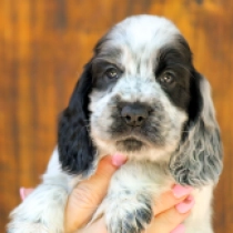 Charles, blue roan English Cocker Spaniel for sale