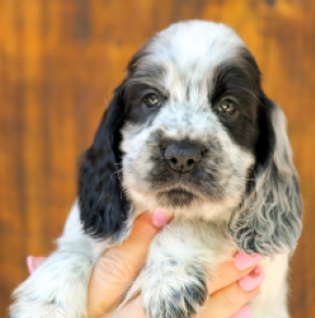 Englischer Cocker Spaniel Welpe kaufen