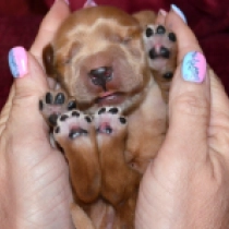 David, golden Cocker Spaniel Inglés en venta
