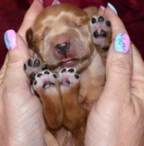 Englischer Cocker Spaniel Welpe kaufen