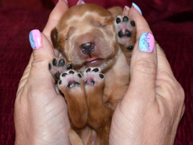 English Cocker Spaniel puppy for sale