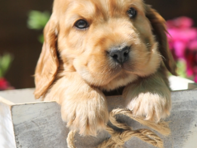 English Cocker Spaniel puppy for sale