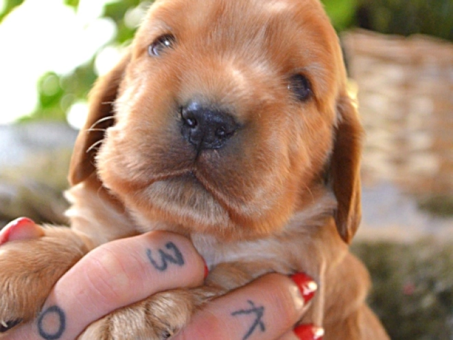 English Cocker Spaniel puppy for sale