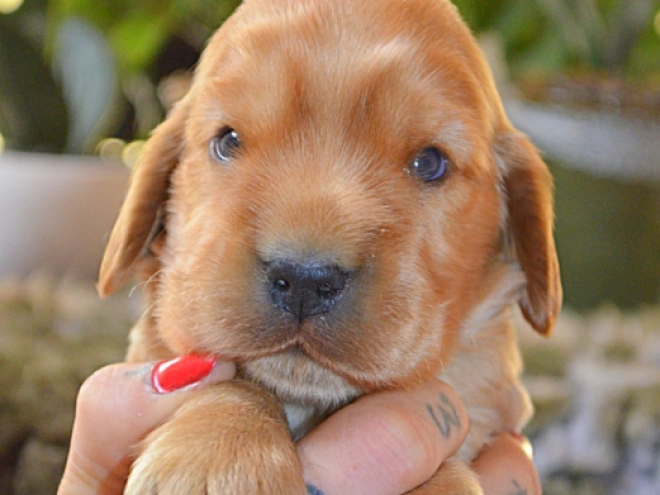 English Cocker Spaniel puppy for sale