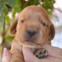 David, golden English Cocker Spaniel for sale