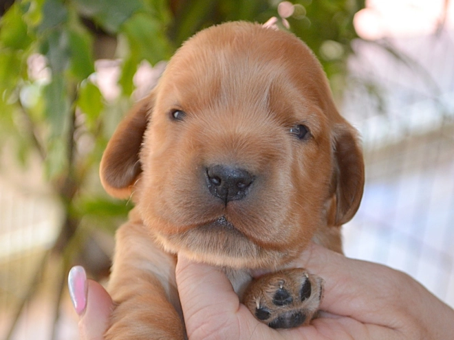 English Cocker Spaniel puppy for sale