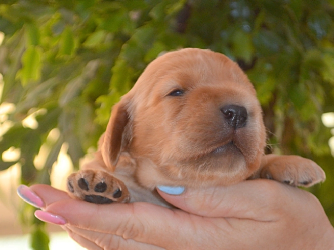English Cocker Spaniel puppy for sale
