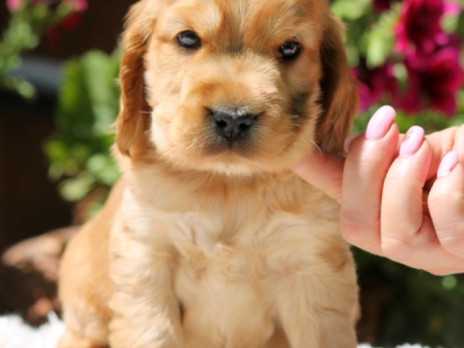 English Cocker Spaniel puppy for sale
