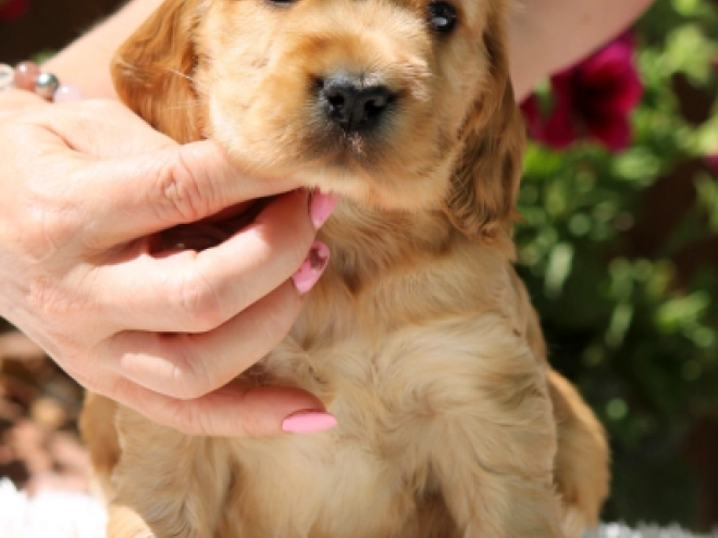 English Cocker Spaniel puppy for sale