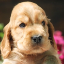 David, golden English Cocker Spaniel for sale
