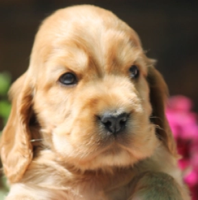 Englischer Cocker Spaniel Welpe kaufen
