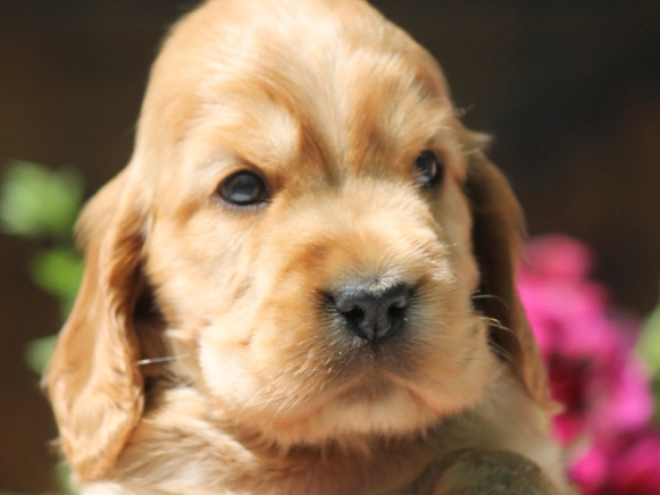 English Cocker Spaniel puppy for sale