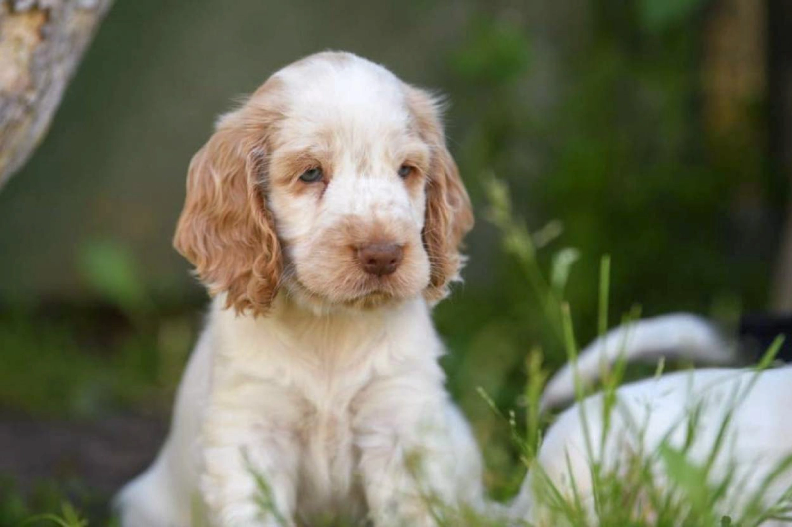 and tan cocker liver roan cocker spaniel puppies