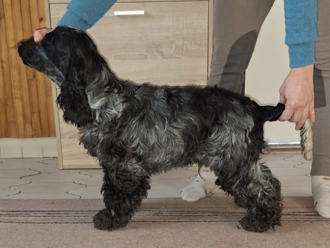 English Cocker Spaniel puppy for sale